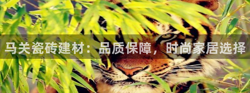 杏鑫官方平台怎么样啊