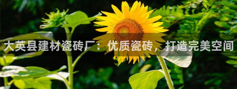 杏鑫代理注册平台